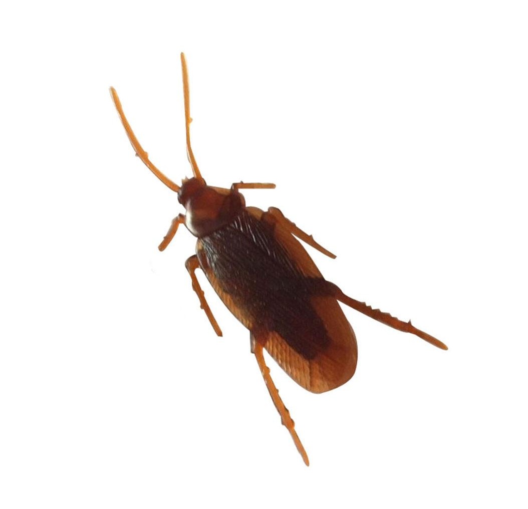 1 x Joke Cockroach Bug Funny Prank Novelty Life Like Fake ...