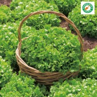 King Seeds Lettuce Salad Bowl Pack Of Approx 1000 Seeds Fruit Vegetable Herb