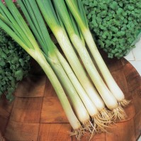 King Seeds Onion White Lisbon Pack Of Approx 800 Seeds Fruit Vegetable Herb 