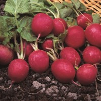 King Seeds Radish Cherry Belle Pack Of Approx 1200 Seeds Fruit Vegetable Herb 