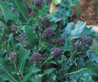 King Seeds Broccoli Purple Sprouting Seeds Pack Approx 750 Fruit Vegetable Herb