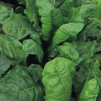 King Seeds Beet Leaf Spinach Seeds Pack Of Approx 250 Fruit Vegetable Grow