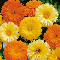 King Seeds Calendula Art Shades Approx 200 Seeds Easy Sow Yellow Orange Flower